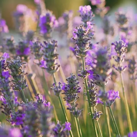Lavanda & * Sveti Lovrec Pazenaticki
